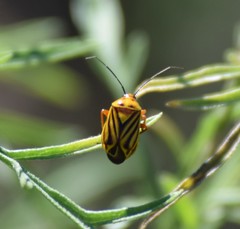 Calocoris barberi