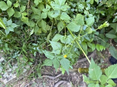 Bidens cynapiifolia