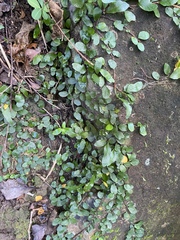 Microgramma heterophylla