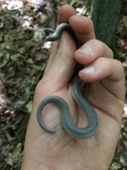 Carphophis amoenus amoenus