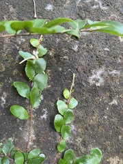 Microgramma heterophylla