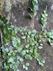 Microgramma heterophylla