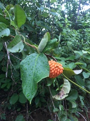Annona nutans