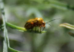 Calocoris barberi