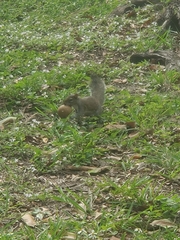 Sciurus carolinensis