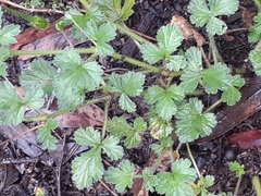 Erodium crinitum
