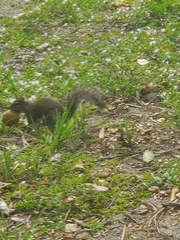 Sciurus carolinensis