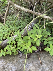 Peperomia myrtifolia