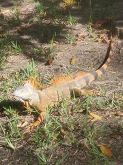 Iguana iguana