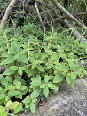 Peperomia myrtifolia