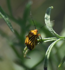 Calocoris barberi