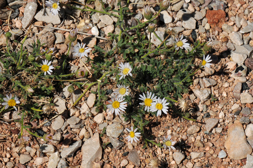 Image of Big Horn Fleabane (Erigeron allocotus) by (c) Todd Boland, some rights reserved (CC BY)