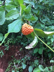 Annona nutans