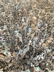 Marrubium vulgare