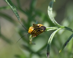 Calocoris barberi