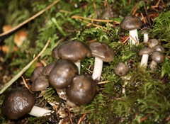 Lyophyllum loricatum