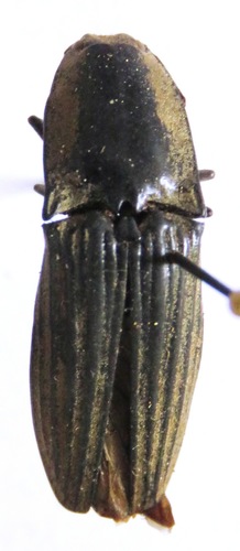 Chalcolepidius image