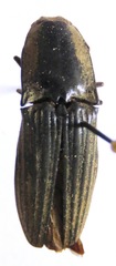 Chalcolepidius silbermanni image