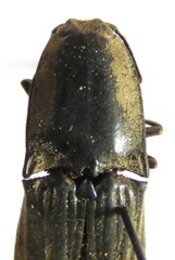 Chalcolepidius silbermanni image