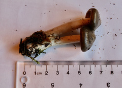 Lyophyllum loricatum