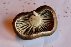 Lyophyllum loricatum