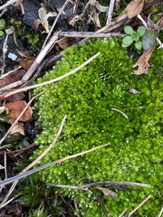 Bryum dichotomum