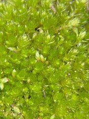Bryum dichotomum