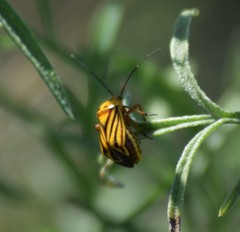 Calocoris barberi