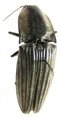 Chalcolepidius silbermanni