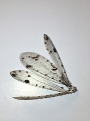 Dendroleon obsoletus