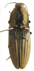 Chalcolepidius silbermanni