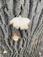 Pleurotus ostreatus