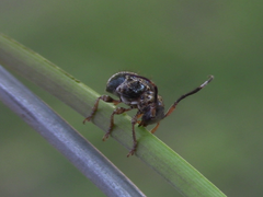 Tessarecphora arachnoides