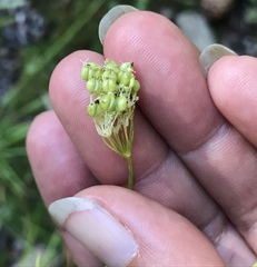 Perideridia parishii