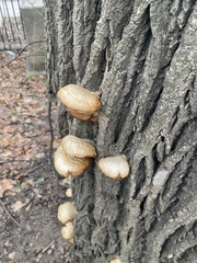 Pleurotus ostreatus