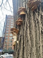 Pleurotus ostreatus