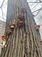 Pleurotus ostreatus