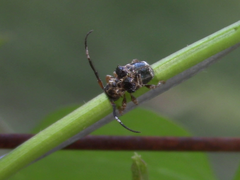 Tessarecphora arachnoides