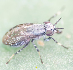 Stictomyia longicornis