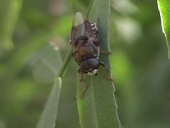 Stratiomys convexa
