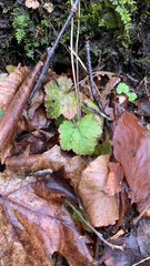 Tiarella stolonifera