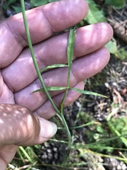 Perideridia parishii