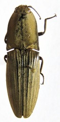 Chalcolepidius silbermanni