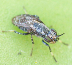 Stictomyia longicornis