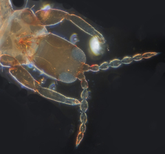 Haplothrips