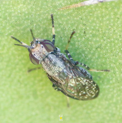 Stictomyia longicornis