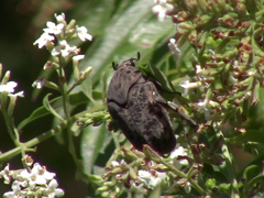 Gymnetis litigiosa