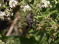 Gymnetis litigiosa