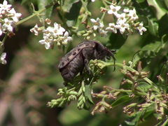 Gymnetis litigiosa