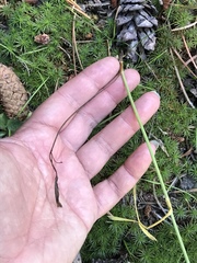 Perideridia parishii